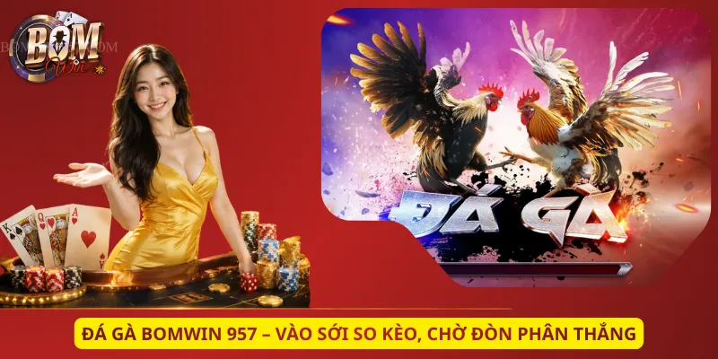 Đá Gà Bomwin 957 – Vào Sới So Kèo, Chờ Đòn Phân Thắng