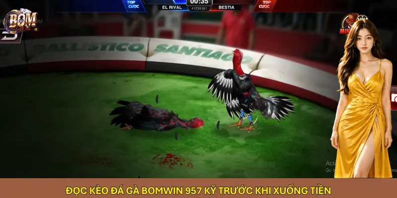 Đọc kèo đá gà Bomwin 957 kỹ trước khi xuống tiền