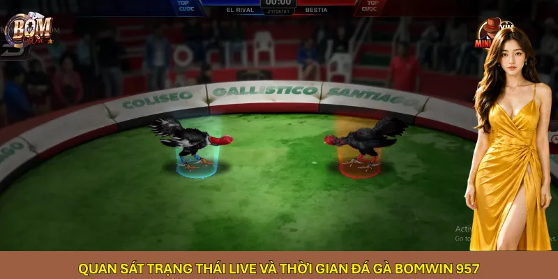 Quan sát trạng thái Live và thời gian đá gà Bomwin 957