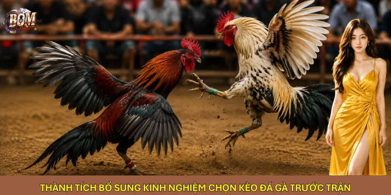 Thành tích bổ sung kinh nghiệm chọn kèo đá gà trước trận